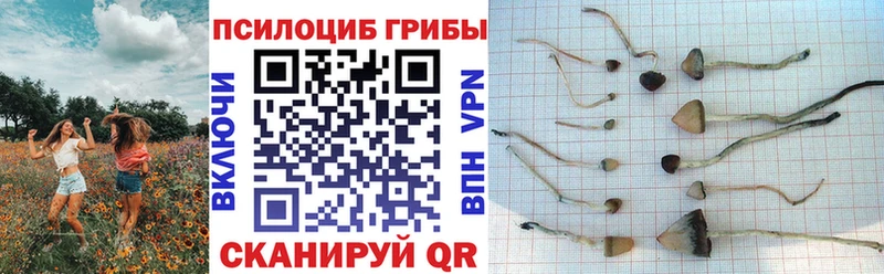 хочу   МЕГА онион  Псилоцибиновые грибы прущие грибы  Мензелинск 